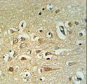 FAM40B Antibody - FA40B Antibody IHC of formalin-fixed and paraffin-embedded human brain tissue followed by peroxidase-conjugated secondary antibody and DAB staining.