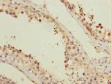 FAM48A / P38IP Antibody - Immunohistochemistry of paraffin-embedded human testis tissue at dilution 1:100