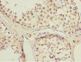 FAM48A / P38IP Antibody - Immunohistochemistry of paraffin-embedded human testis tissue at dilution 1:100