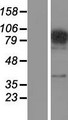 FAM48A / P38IP Protein - Western validation with an anti-DDK antibody * L: Control HEK293 lysate R: Over-expression lysate