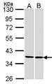 FAM50A Antibody - Sample (30 ug of whole cell lysate). A:293T, B: H1299. 10% SDS PAGE. FAM50A antibody diluted at 1:1000.