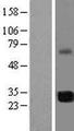 FAM64A Protein - Western validation with an anti-DDK antibody * L: Control HEK293 lysate R: Over-expression lysate