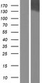 FAM65A Protein - Western validation with an anti-DDK antibody * L: Control HEK293 lysate R: Over-expression lysate