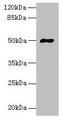 FAM69A Antibody - Western blot All lanes: FAM69A antibody at 8µg/ml Lane 1: Mouse heart tissue Lane 2: HepG2 whole cell lysate Secondary Goat polyclonal to rabbit IgG at 1/10000 dilution Predicted band size: 50, 19 kDa Observed band size: 50 kDa