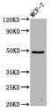FAM71D Antibody - Western Blot Positive WB detected in: MCF-7 whole cell lysate All Lanes: FAM71D antibody at 4.5µg/ml Secondary Goat polyclonal to rabbit IgG at 1/50000 dilution Predicted band size: 48, 45 KDa Observed band size: 48 KDa