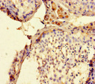 FAM71F2 Antibody - Immunohistochemistry of paraffin-embedded human testis tissue using FAM71F2 Antibody at dilution of 1:100
