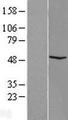FAM81B Protein - Western validation with an anti-DDK antibody * L: Control HEK293 lysate R: Over-expression lysate