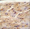 FAM82B Antibody - RMD1 Antibody immunohistochemistry of formalin-fixed and paraffin-embedded mouse heart tissue followed by peroxidase-conjugated secondary antibody and DAB staining.