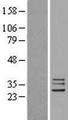 FAM82B Protein - Western validation with an anti-DDK antibody * L: Control HEK293 lysate R: Over-expression lysate