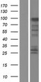 FAM83G Protein - Western validation with an anti-DDK antibody * L: Control HEK293 lysate R: Over-expression lysate