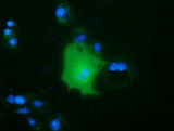 FAM84B Antibody - Anti-FAM84B mouse monoclonal antibody  immunofluorescent staining of COS7 cells transiently transfected by pCMV6-ENTRY FAM84B.