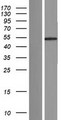 FAM90A18 Protein - Western validation with an anti-DDK antibody * L: Control HEK293 lysate R: Over-expression lysate