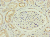 FAM96B Antibody - Immunohistochemistry of paraffin-embedded human kidney tissue at dilution of 1:100