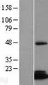 FAM96B Protein - Western validation with an anti-DDK antibody * L: Control HEK293 lysate R: Over-expression lysate