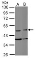 FAM98B Antibody - Sample (30 ug of whole cell lysate) A: PC-3 B: SK-N-SH 10% SDS PAGE FAM98B antibody diluted at 1:3000