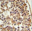 FANCC Antibody - FANCC Antibody IHC of formalin-fixed and paraffin-embedded testis tissue followed by peroxidase-conjugated secondary antibody and DAB staining.