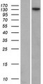FANCI Protein - Western validation with an anti-DDK antibody * L: Control HEK293 lysate R: Over-expression lysate