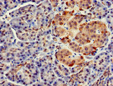 FARP2 / FRG Antibody - Immunohistochemistry of paraffin-embedded human pancreatic tissue using FARP2 Antibody at dilution of 1:100