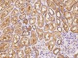 FARSA Antibody - Immunochemical staining of human FARSA in human kidney with rabbit polyclonal antibody at 1:500 dilution, formalin-fixed paraffin embedded sections.