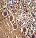 FARSB Antibody - FARSB Antibody immunohistochemistry of formalin-fixed and paraffin-embedded human cerebellum tissue followed by peroxidase-conjugated secondary antibody and DAB staining.