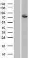 FASTKD5 Protein - Western validation with an anti-DDK antibody * L: Control HEK293 lysate R: Over-expression lysate