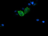 FATE1 Antibody - Anti-FATE1 mouse monoclonal antibody immunofluorescent staining of COS7 cells transiently transfected by pCMV6-ENTRY FATE1.
