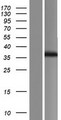 FBG4 / FBXO17 Protein - Western validation with an anti-DDK antibody * L: Control HEK293 lysate R: Over-expression lysate