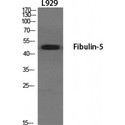 FBLN5 / Fibulin 5 Antibody - Western blot of Fibulin-5 antibody