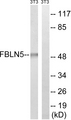 FBLN5 / Fibulin 5 Antibody - Western blot analysis of lysates from NIH/3T3 cells, using FBLN5 Antibody. The lane on the right is blocked with the synthesized peptide.