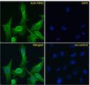 FBN1 / Fibrillin 1 Antibody - FBN1 / Fibrillin 1 antibody immunofluorescence analysis of paraformaldehyde fixed U251 cells, permeabilized with 0.15% Triton. Primary incubation 1hr (10ug/ml) followed by Alexa Fluor 488 secondary antibody (4ug/ml), showing cytoplasmic staining. The nuclear stain is DAPI (blue). Negative control: Unimmunized goat IgG (10ug/ml) followed by Alexa Fluor 488 secondary antibody (2ug/ml).