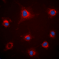 FBN1 / Fibrillin 1 Antibody - ICC/IF analysis of Fibrillin 1 staining in Jurkat cells. Formalin-fixed cells were permeabilized with 0.1% Triton X-100 in TBS for 5-10 minutes and blocked with 3% BSA-PBS for 30 minutes at room temperature. Cells were probed with the primary antibody in 3% BSA-PBS and incubated overnight at 4 ??C in a humidified chamber. Cells were washed with PBST and incubated with a DyLight 594-conjugated secondary antibody (red) in PBS at room temperature in the dark. DAPI was used to stain the cell nuclei (blue).