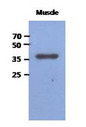 FBP2 Antibody - Western Blot: The extracts of Mouse muscle (40 ug) were resolved by SDS-PAGE, transferred to PVDF membrane and probed with anti-human FBP2 antibody (1:1000). Proteins were visualized using a goat anti-mouse secondary antibody conjugated to HRP and an ECL detection system.