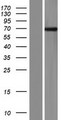 FBX33 / FBXO33 Protein - Western validation with an anti-DDK antibody * L: Control HEK293 lysate R: Over-expression lysate