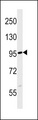 FBXL19 Antibody - FBXL19 Antibody western blot of mouse testis tissue lysates (35 ug/lane). The FBXL19 Antibody detected the FBXL19 protein (arrow).