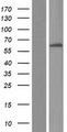 FBXL6 Protein - Western validation with an anti-DDK antibody * L: Control HEK293 lysate R: Over-expression lysate