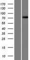 FBXO40 Protein - Western validation with an anti-DDK antibody * L: Control HEK293 lysate R: Over-expression lysate