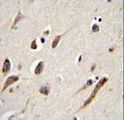 FBXW11 Antibody - FBXW11 Antibody immunohistochemistry of formalin-fixed and paraffin-embedded human brain tissue followed by peroxidase-conjugated secondary antibody and DAB staining.