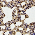 FBXW11 Antibody - Immunohistochemical analysis of HOS staining in mouse lung formalin fixed paraffin embedded tissue section. The section was pre-treated using heat mediated antigen retrieval with sodium citrate buffer (pH 6.0). The section was then incubated with the antibody at room temperature and detected using an HRP conjugated compact polymer system. DAB was used as the chromogen. The section was then counterstained with hematoxylin and mounted with DPX.