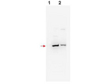 FBXW11 Antibody - Anti-bTrCP2 Antibody - Western Blot. Western blot of affinity purified anti-bTrCP2 antibody shows detection of mouse and human bTrCP2 (arrowhead) in NIH3T3 (lane 1) and 293 (lane 2) whole cell lysates, respectively. The band appears as a 58 kD protein, although a 62.1 kD band is predicted. The identity of faint higher molecular weight bands is not known. The primary antibody was used at a 1:200 dilution incubated in 5% BLOTTO overnight at 4C. Detection occurred using HRP conjugated Goat-anti-Rabbit IgG (LS-C60865) diluted 1:20000 in blocking buffer (p/n MB-070) for 1 h at 4C.