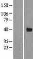 FBXW2 Protein - Western validation with an anti-DDK antibody * L: Control HEK293 lysate R: Over-expression lysate