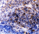 FCER2 / CD23 Antibody - IHC-P: CD23 antibody testing of rat spleen tissue