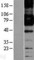 FCGR1A / CD64 Protein - Western validation with an anti-DDK antibody * L: Control HEK293 lysate R: Over-expression lysate