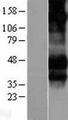 FCGR3A / CD16A Protein - Western validation with an anti-DDK antibody * L: Control HEK293 lysate R: Over-expression lysate