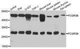 FCGR3B / CD16B Antibody - Western blot analysis of extracts of various cell lines.