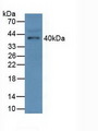 FCN1 / Ficolin-1 Antibody - Western Blot; Sample: Mouse Serum.