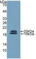 FCN2 / Ficolin-2 Antibody - Western Blot; Sample: Recombinant FCN2, Mouse.
