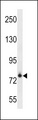 FCRL3 Antibody - FCRL3 Antibody western blot of NCI-H460 cell line lysates (35 ug/lane). The FCRL3 antibody detected the FCRL3 protein (arrow).