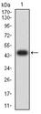 FCRL3 Antibody - Western blot analysis using CD307C mAb against human CD307C (AA: extra 18-153) recombinant protein. (Expected MW is 45.2 kDa)