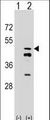 FDPS Antibody - Western blot of FDPS (arrow) using rabbit polyclonal FDPS Antibody. 293 cell lysates (2 ug/lane) either nontransfected (Lane 1) or transiently transfected (Lane 2) with the FDPS gene.