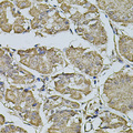 FDX1 / ADX Antibody - Immunohistochemistry of paraffin-embedded human stomach tissue.